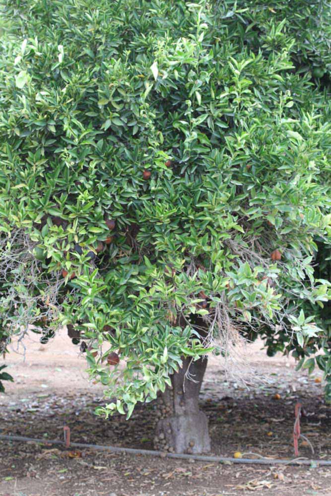            Habit (Riverside, CA)   